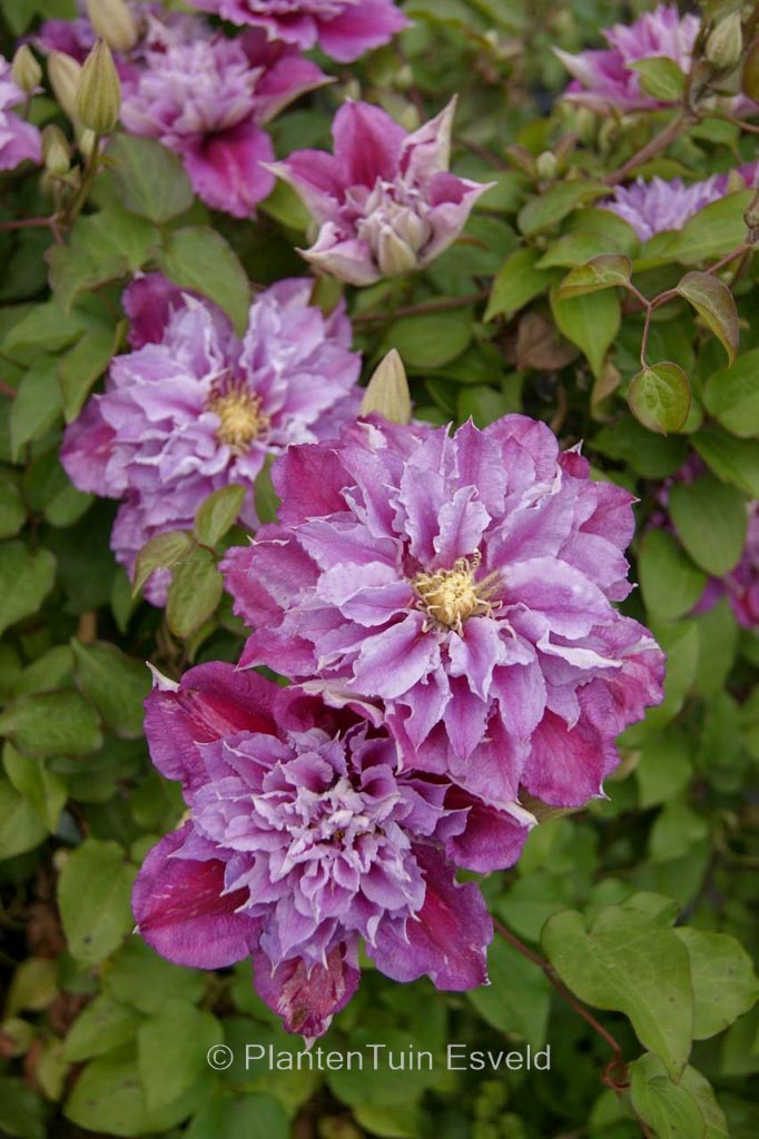 Clematis ‘Zo12325’ (PINK PASSION)