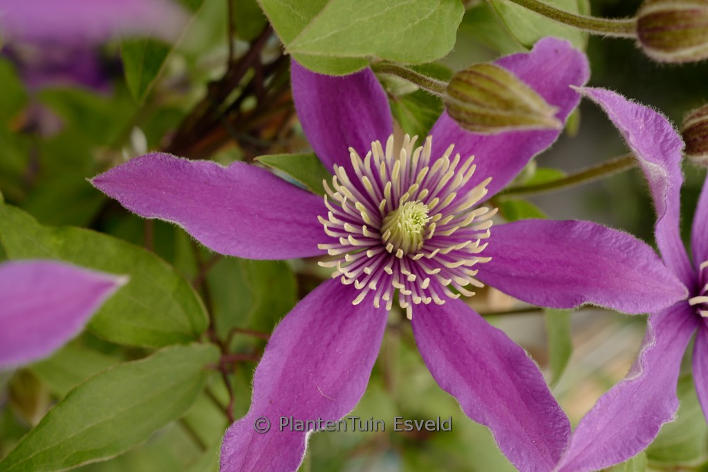 Clematis ‘Zo23005’ (STELLA BELLA)