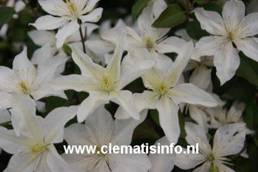 Clematis ‘Zobast’ (BABY STAR)