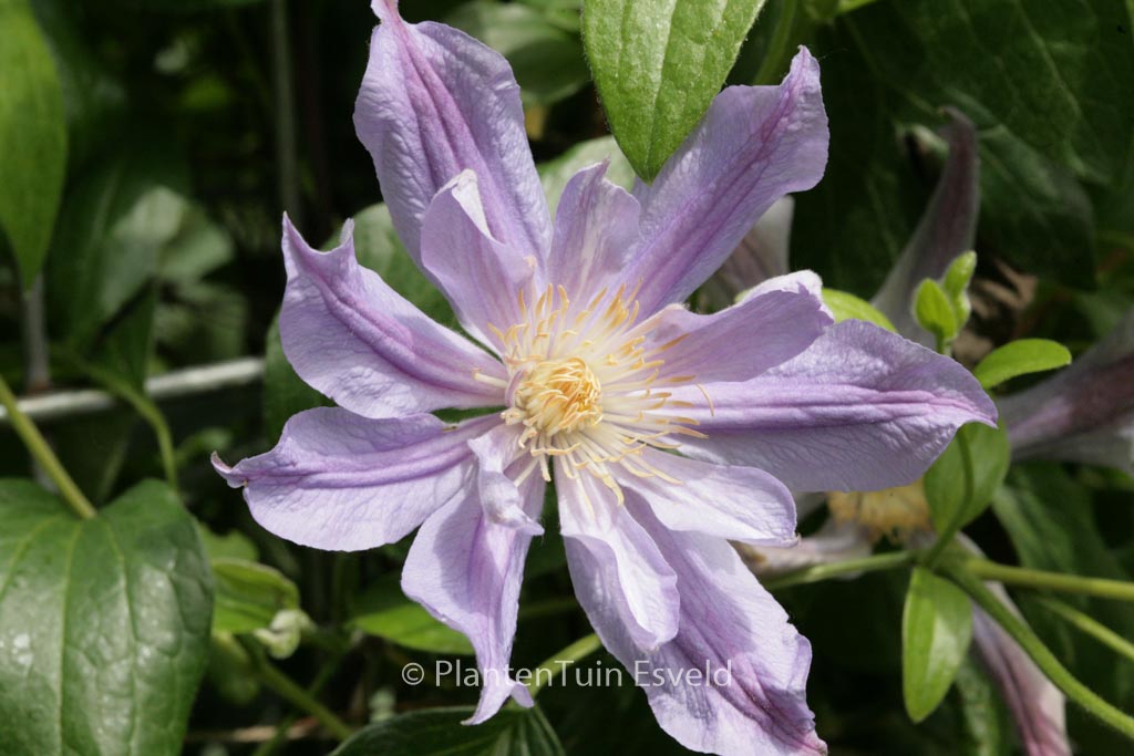Clematis ‘Zoblueriver’ (BLUE RIVER)