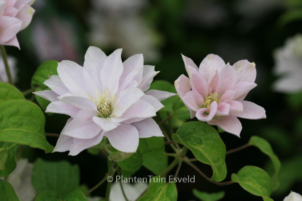 Clematis ‘Zodaque’ (DANCING QUEEN)