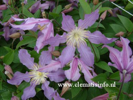 Clematis ‘Zoeastri’ (EAST RIVER)