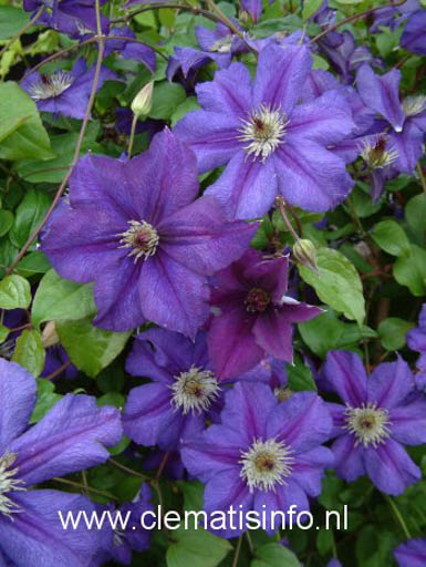 Clematis ‘Zohapbi’ (HAPPY BIRTHDAY)