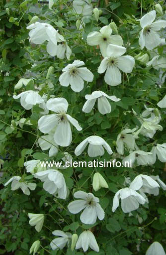 Clematis ‘Zomacor’ (MARIA CORNELIA)