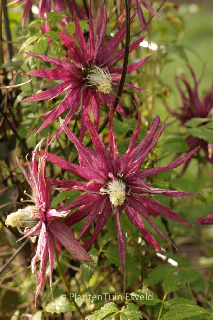 Clematis ‘Zooct’ (OCTOPUS)