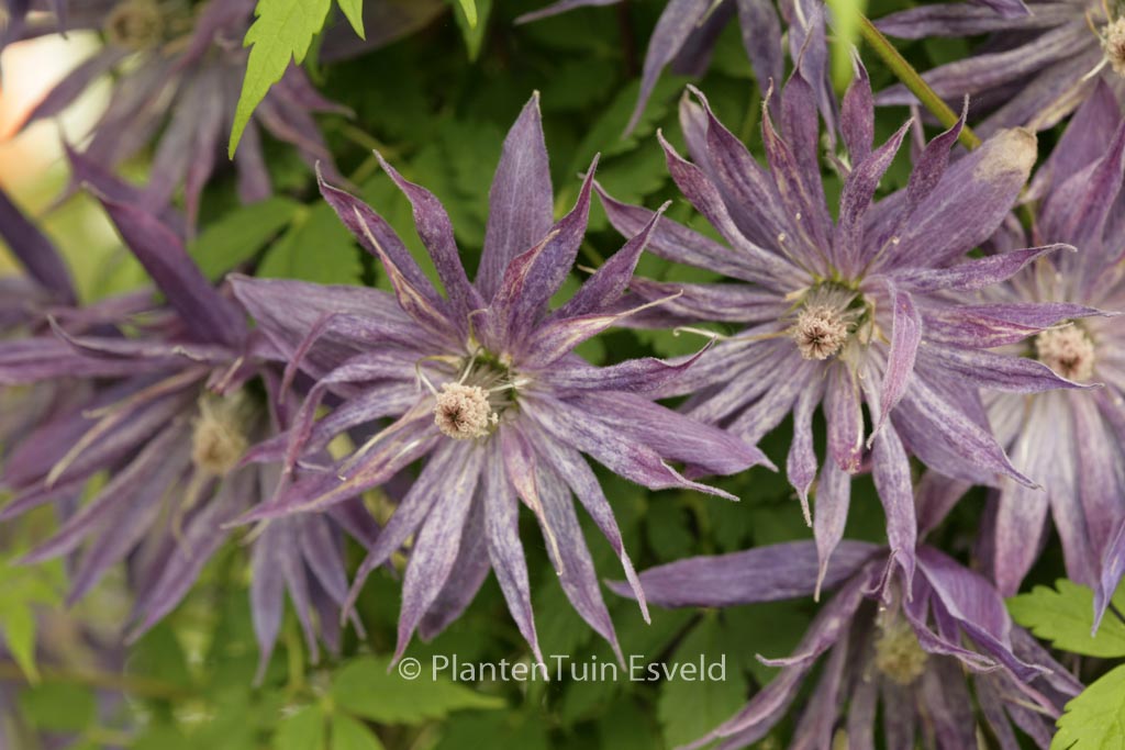 Clematis ‘Zospi’ (SPIKY)