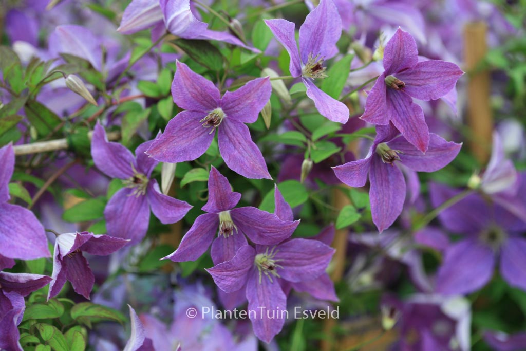 Clematis ‘Zosusk’ (SUNNY SKY)