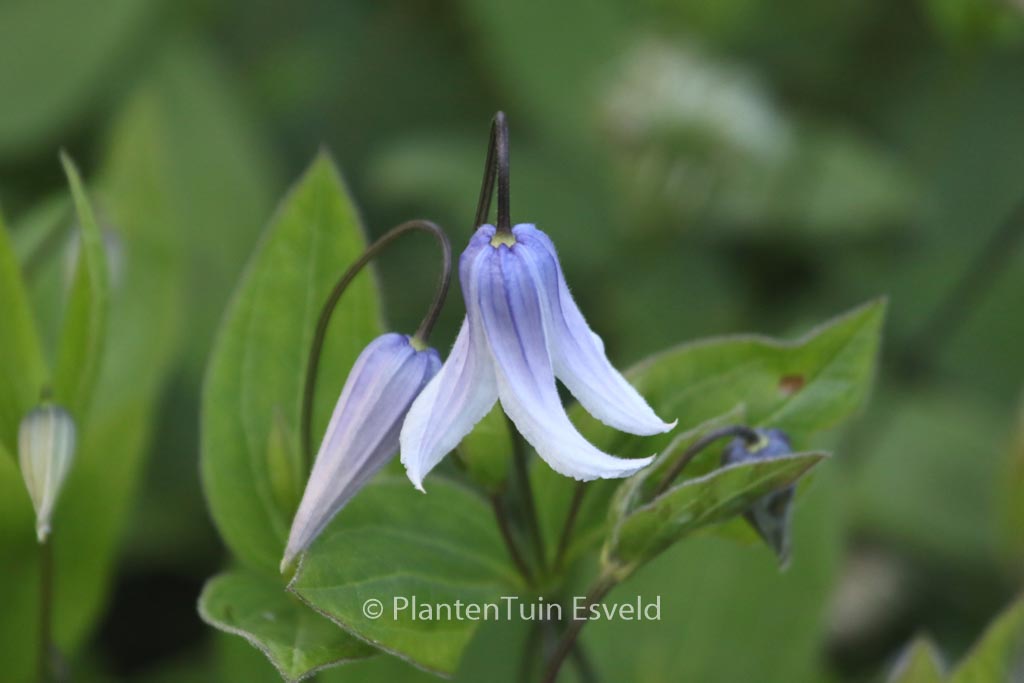 Clematis ‘Zotwi’ (TWINKLE)