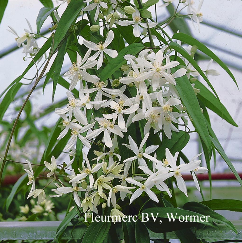 Clematis armandii ‘Snowdrift’