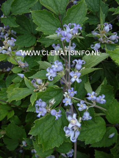 Clematis heracleifolia ‘Blue Dwarf’