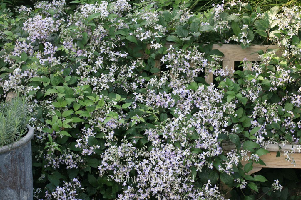 Clematis heracleifolia