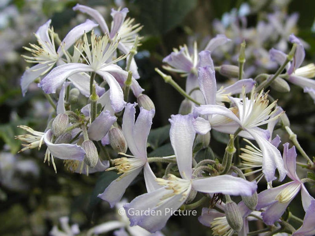 Clematis jouiniana ‘Praecox’