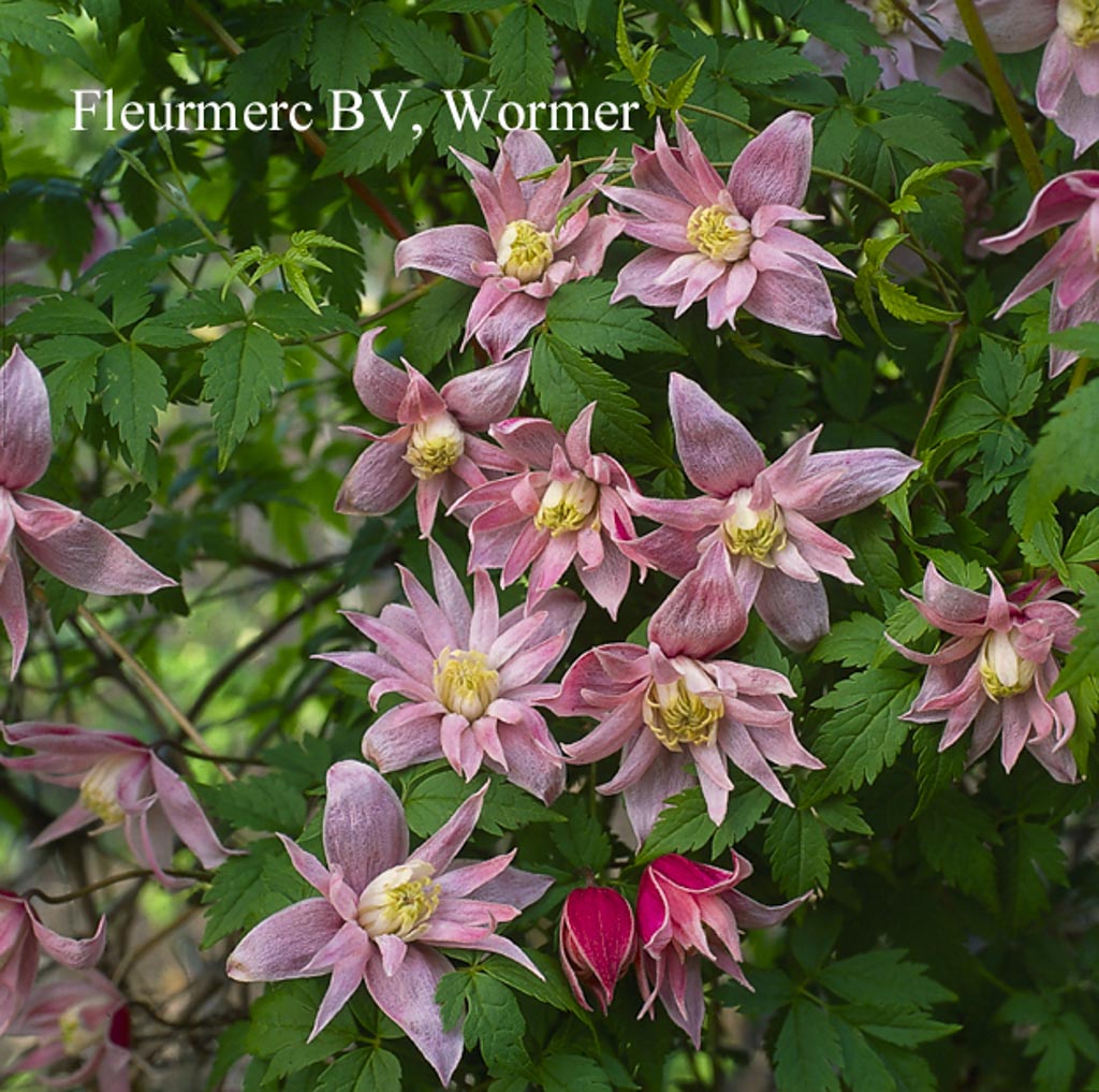 Clematis macropetala ‘Markham’s Pink’