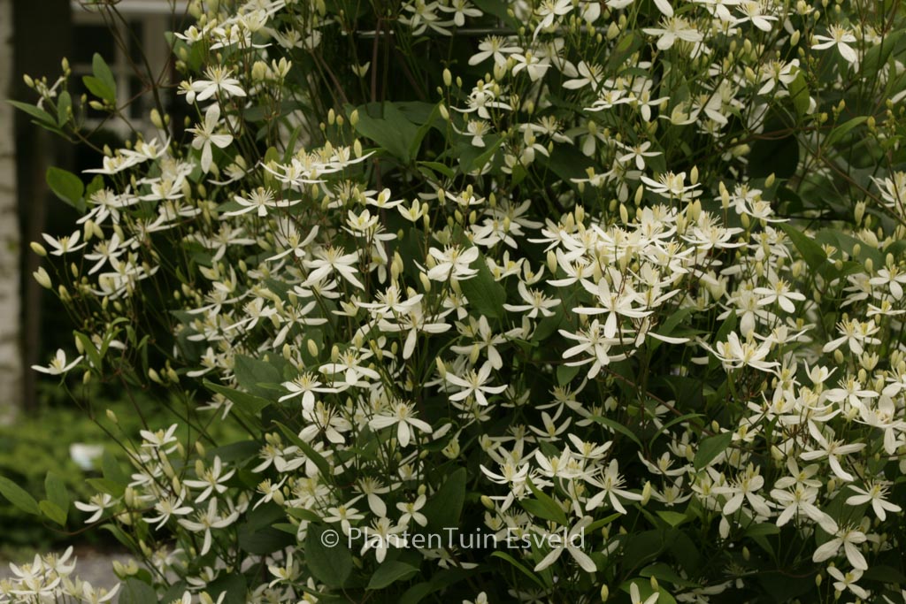 Clematis mandschurica