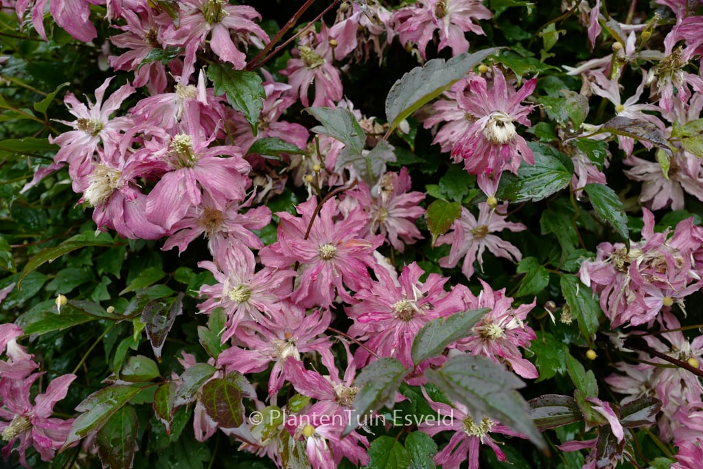 Clematis montana ‘Freda’