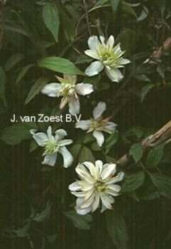 Clematis montana ‘Jenny Keay’