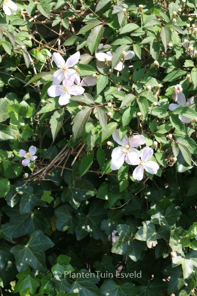 Clematis montana