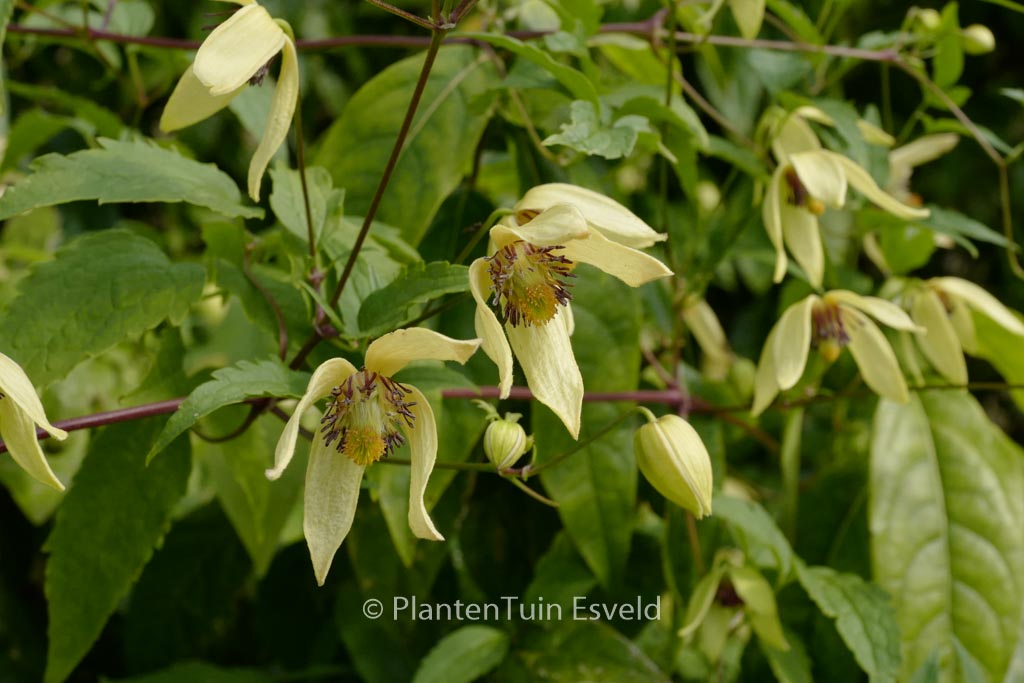 Clematis serratifolia