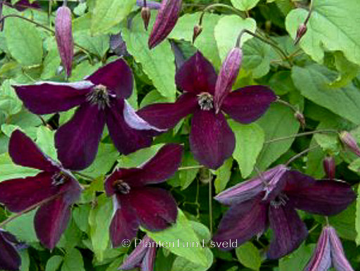 Clematis viticella ‘Black Prince’