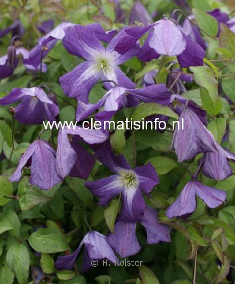 Clematis viticella ‘Little Bas’