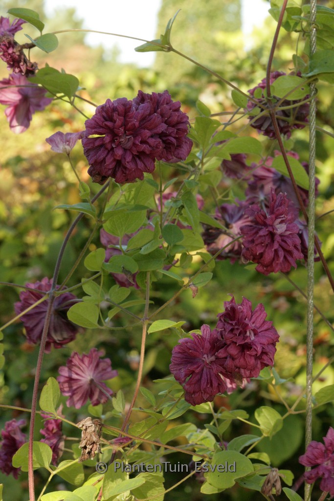 Clematis viticella ‘Purpurea Plena Elegans’