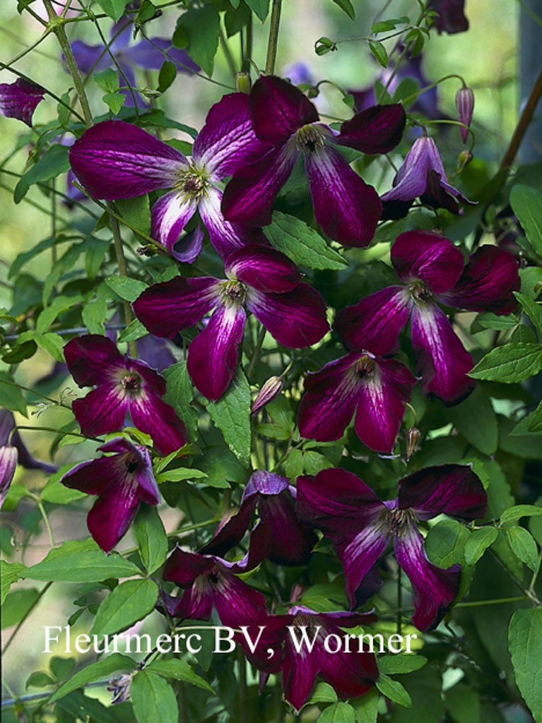 Clematis viticella ‘Walenburg’