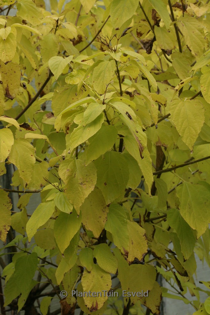 Clerodendrum trichotomum ‘Shiro’