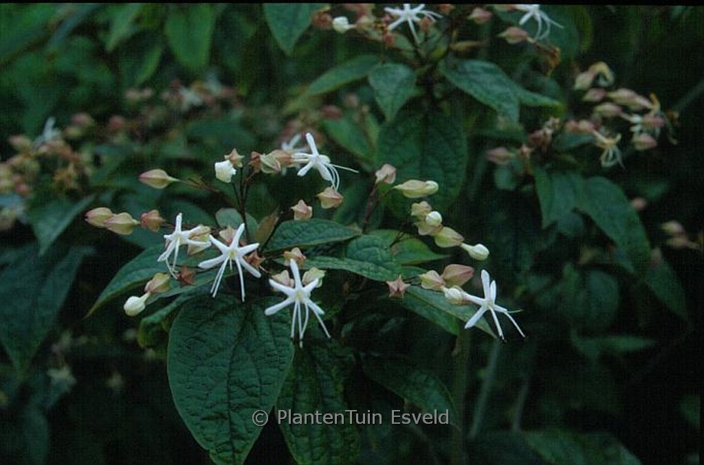 Clerodendrum trichotomum fargesii