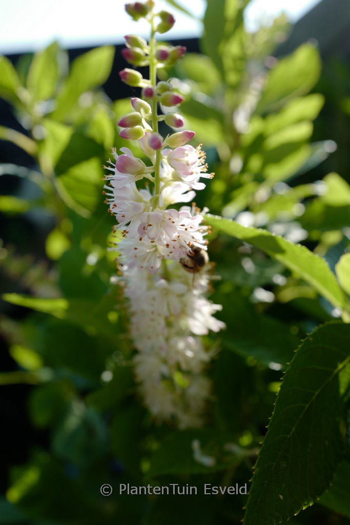 Clethra ‘Hokie Pink’