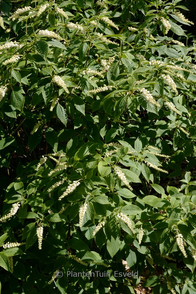 Clethra acuminata