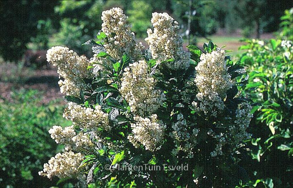Clethra alnifolia ‘Anne Bidwell’