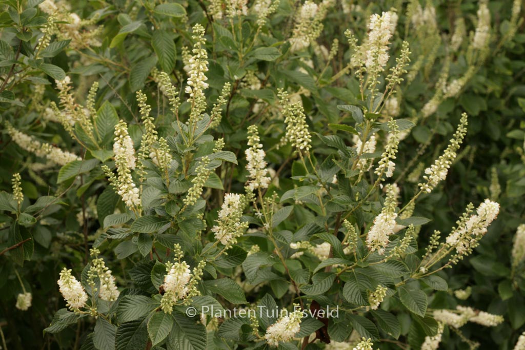 Clethra alnifolia ‘September Beauty’