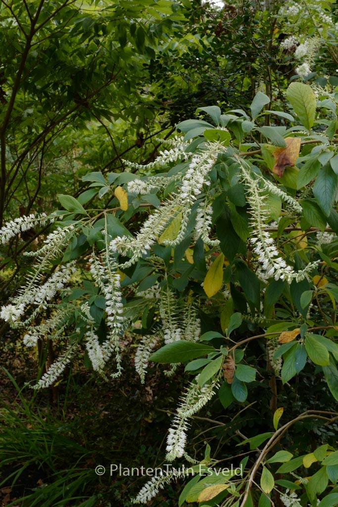 Clethra tomentosa ‘Cottondale’