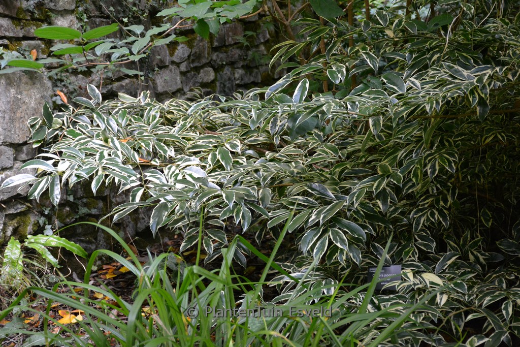Cleyera japonica ‘Fortunei’