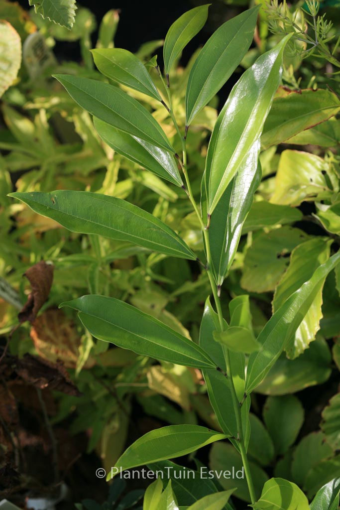 Cocculus laurifolius