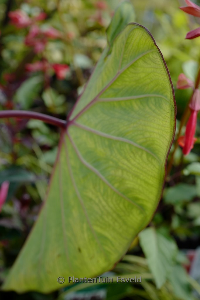 Colocasia esculenta ‘Pink China’