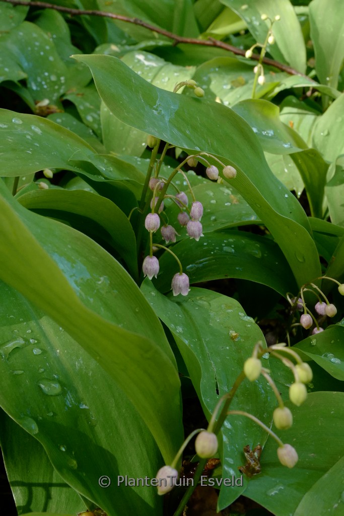 Convallaria majalis ‘Rosea’