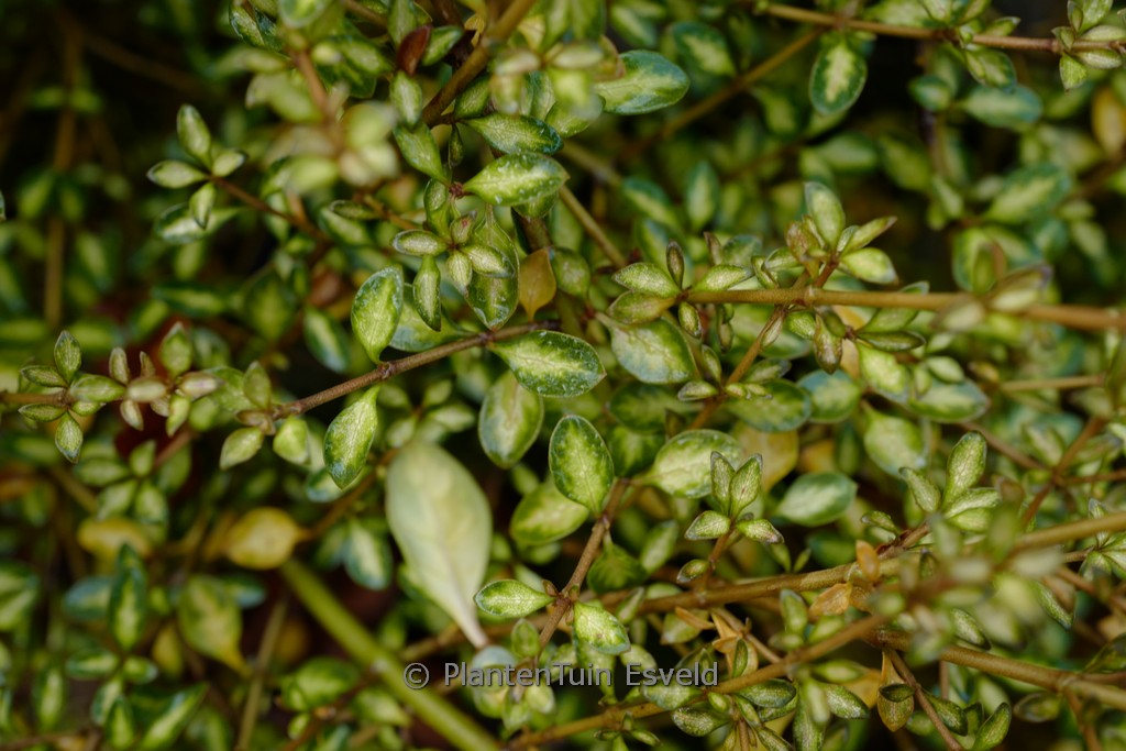 Coprosma ‘Beatson’s Gold’