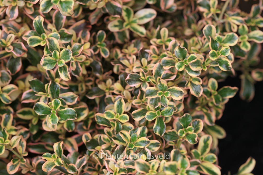 Coprosma ‘Rainbow Surprise’