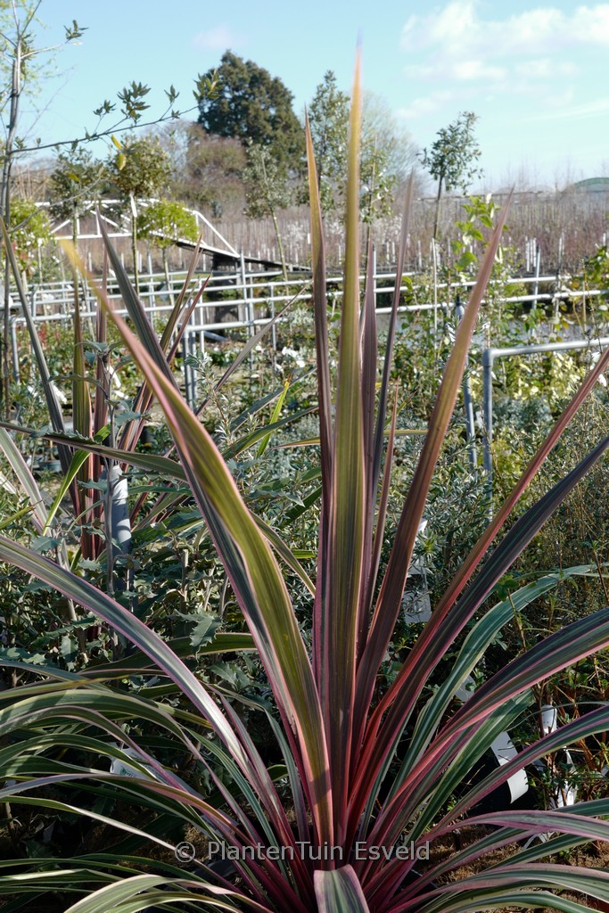 Cordyline australis ‘Can Can’