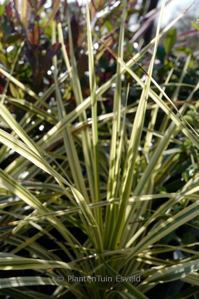 Cordyline australis ‘Lime Passion’