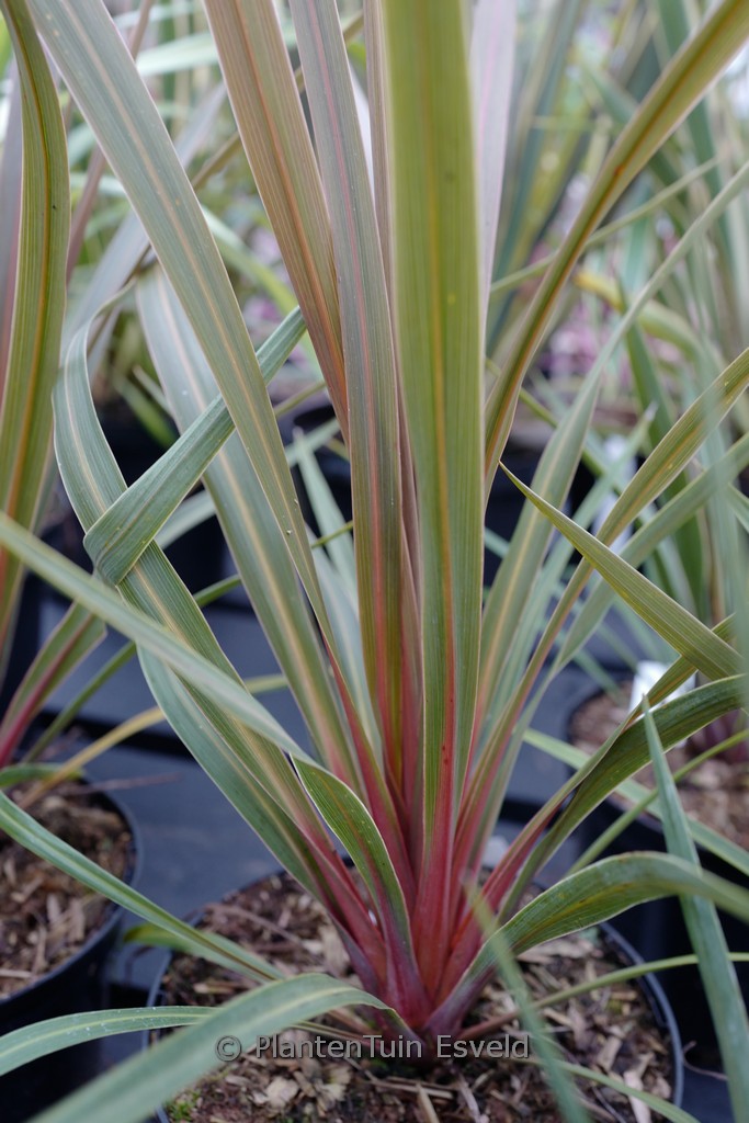 Cordyline australis ‘Red Heart’