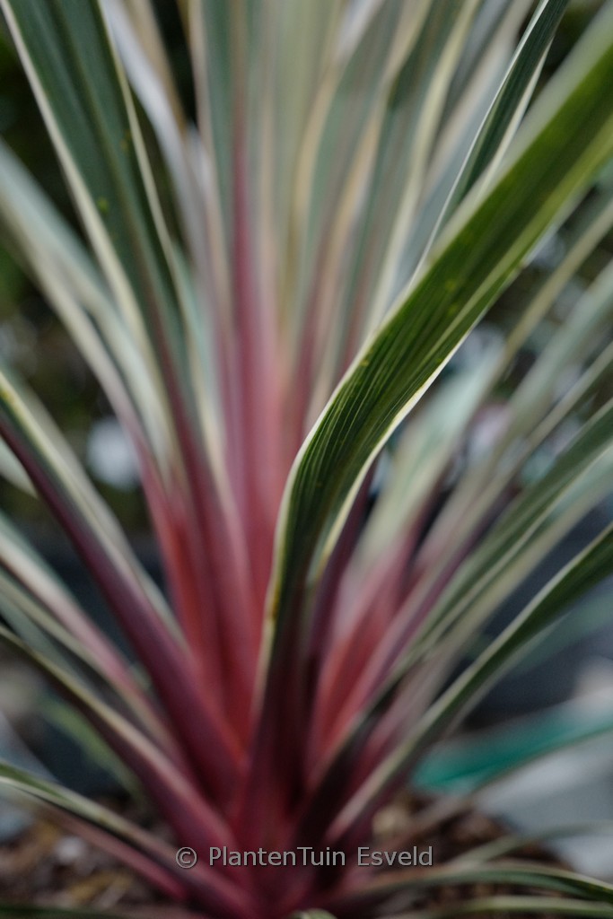 Cordyline australis ‘TUS020’ (MAGIC STAR)