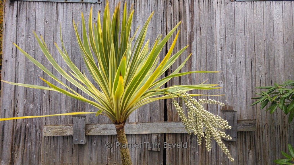 Cordyline australis ‘Torbay Dazzler’