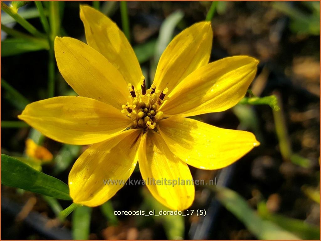 Coreopsis ‘El Dorado’