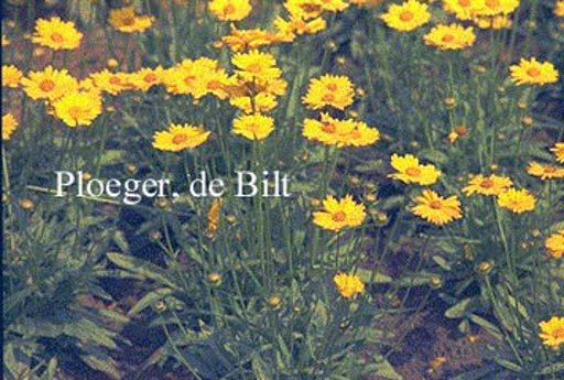 Coreopsis grandiflora ‘Sonnenkind’