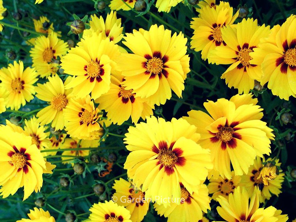 Coreopsis lanceolata ‘Sterntaler’