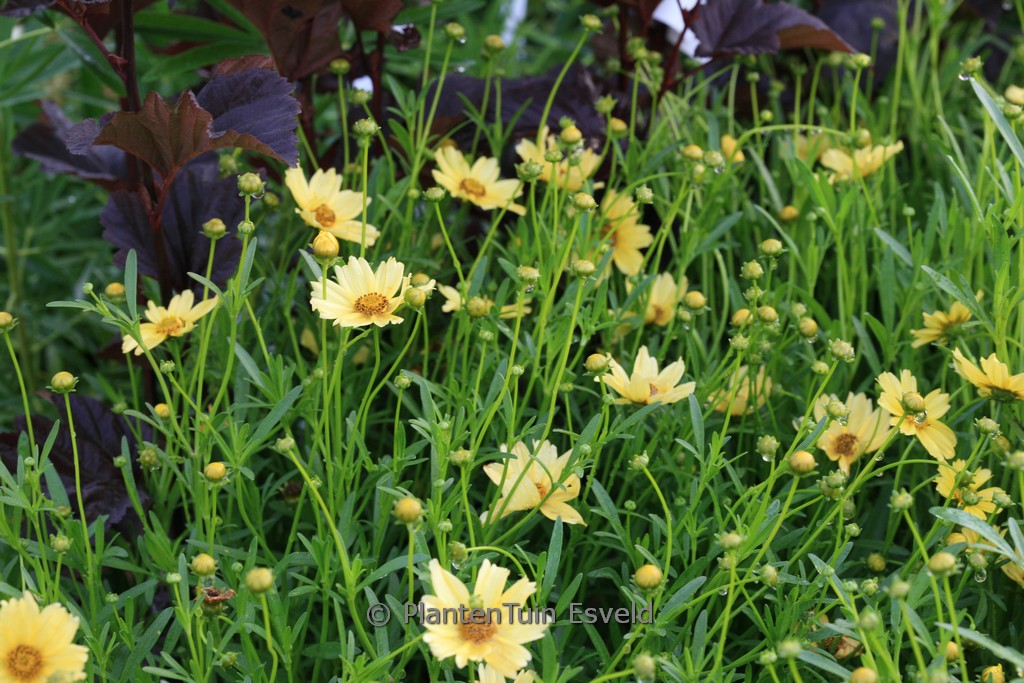 Coreopsis rosea ‘Creme Brulee’