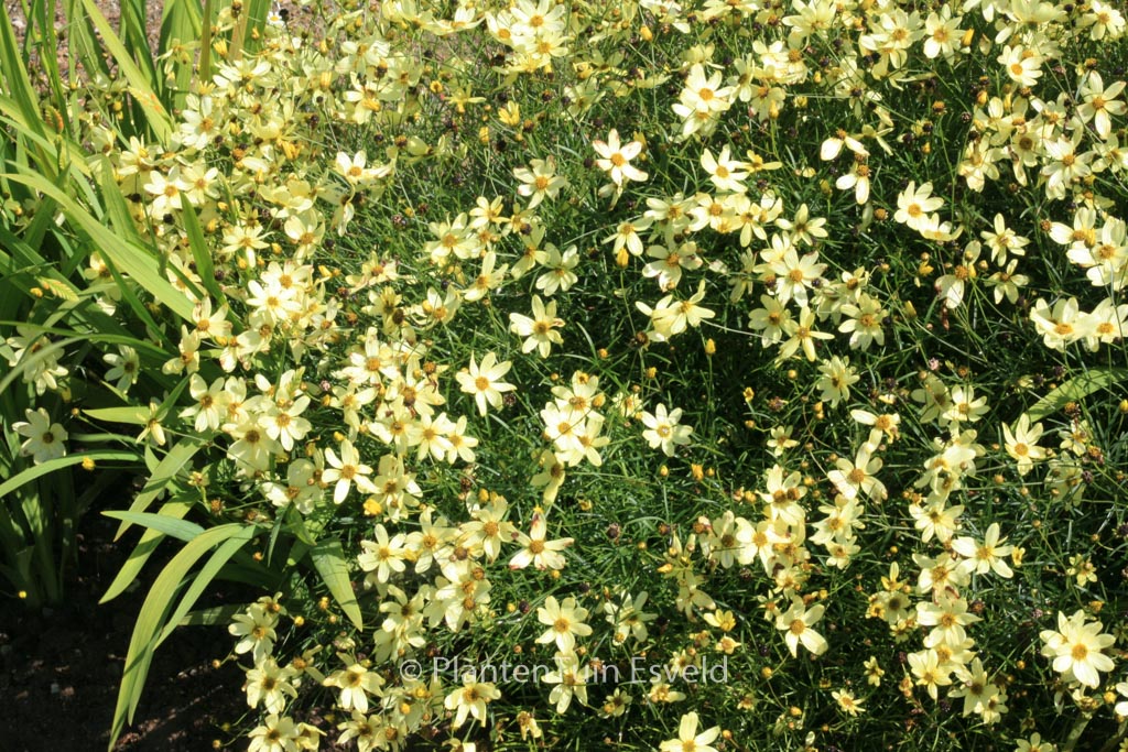 Coreopsis verticillata ‘Moonbeam’