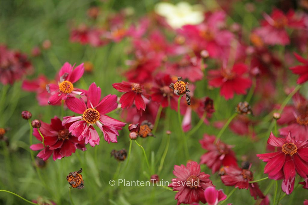 Coreopsis verticillata ‘Ruby Red’